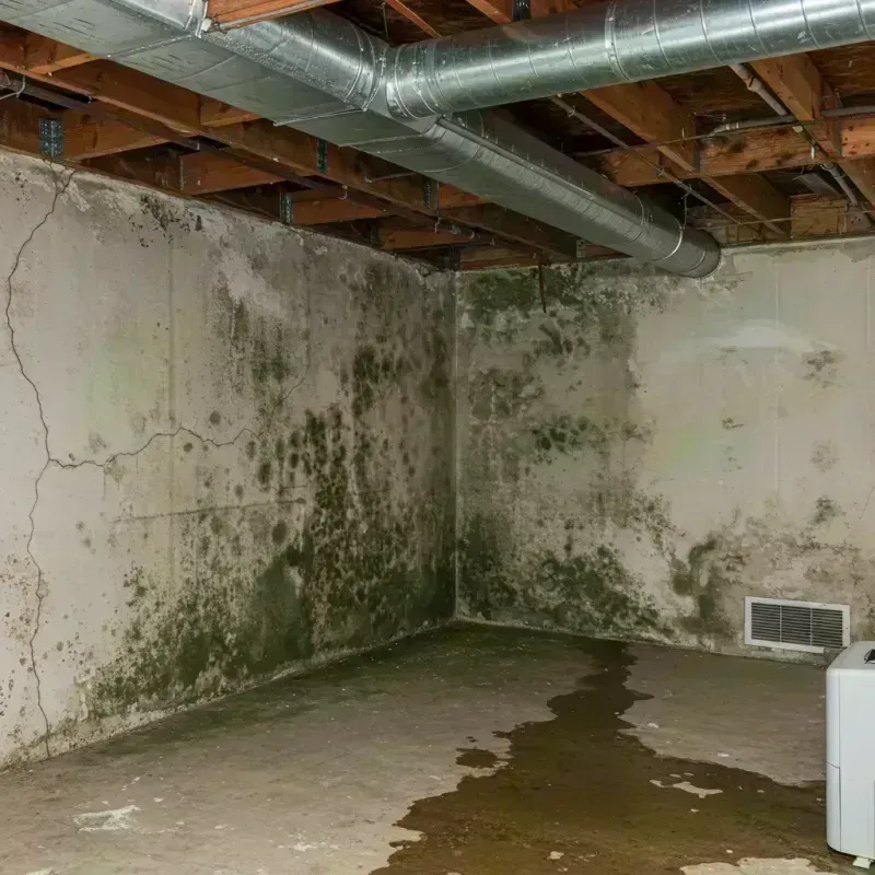 Professional Mold Removal in La Salle, IL